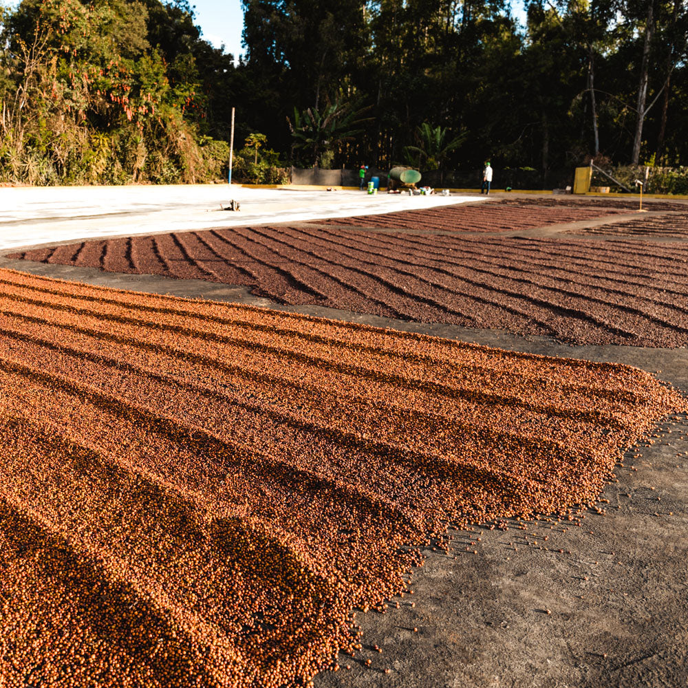 Brasilien_Natural_Espresso_Hoellentaeler