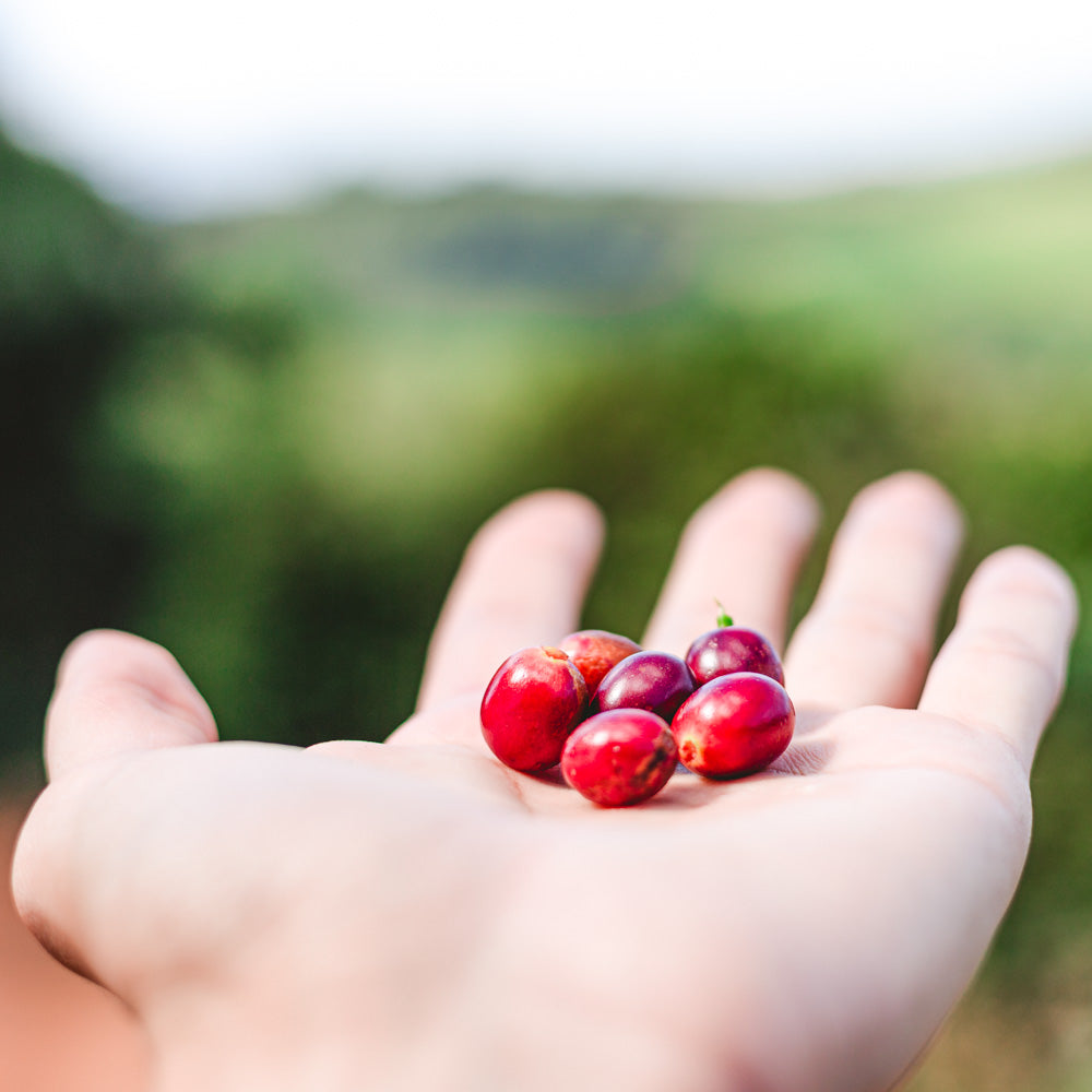 cafe casa verde kolumbien omniroast schwarzwild rösterei