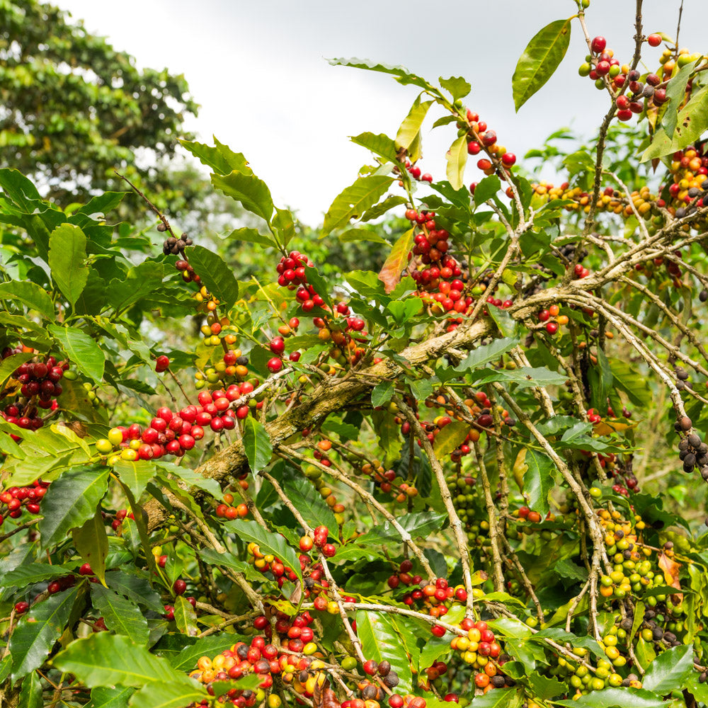 el_salvador_kaffeekirschen_Schwarzwild_kaffeeroesterei